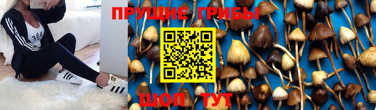 Псилоцибиновые грибы ЛСД Ковров